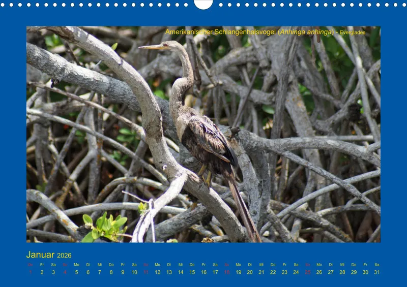Birdwatching - USA - Florida