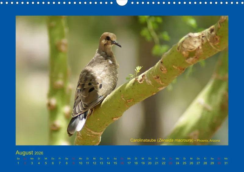 Birdwatching - USA - Südwesten