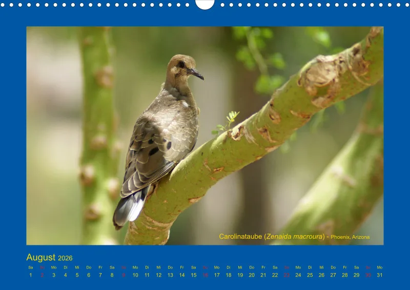 Birdwatching - USA - Südwesten