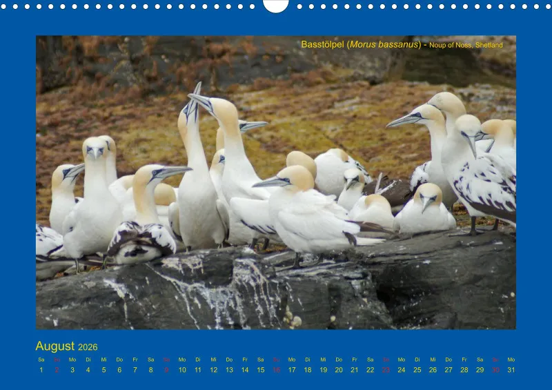 Birdwatching - Orkney- und Shetlandinseln