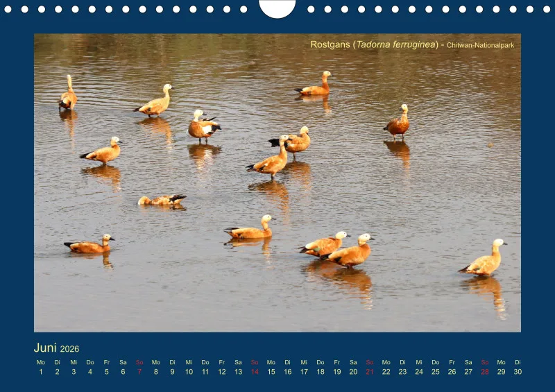 Birdwatching - Nepal