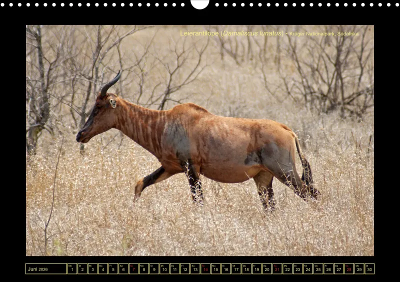 Frantis Safari - Antilopen