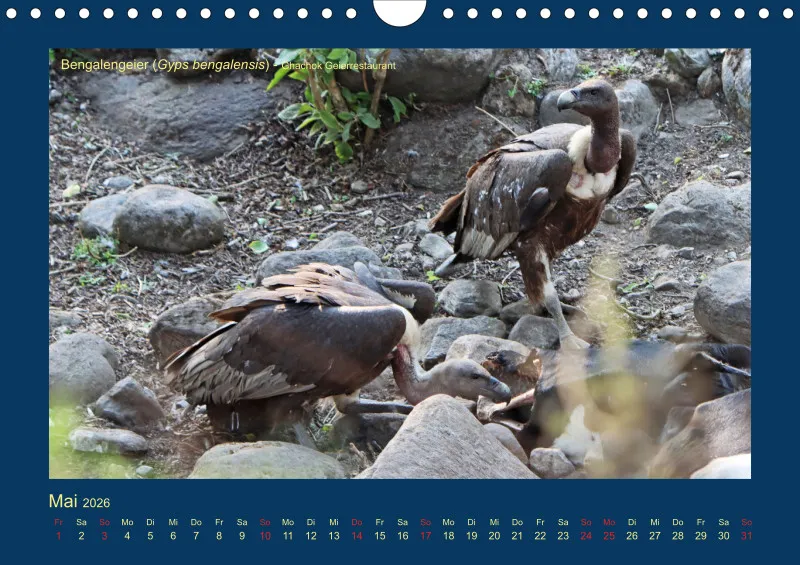 Birdwatching - Nepal