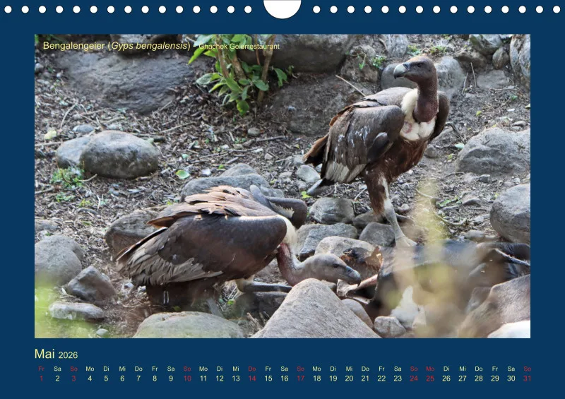 Birdwatching - Nepal