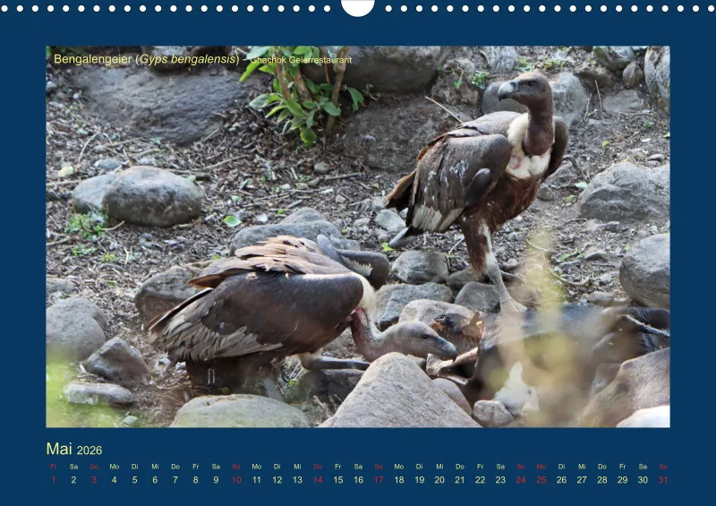 Birdwatching - Nepal