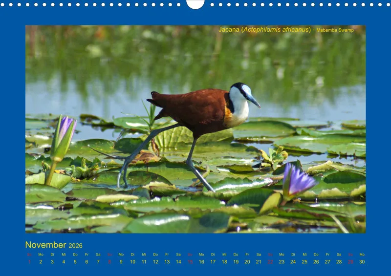Birdwatching - Uganda