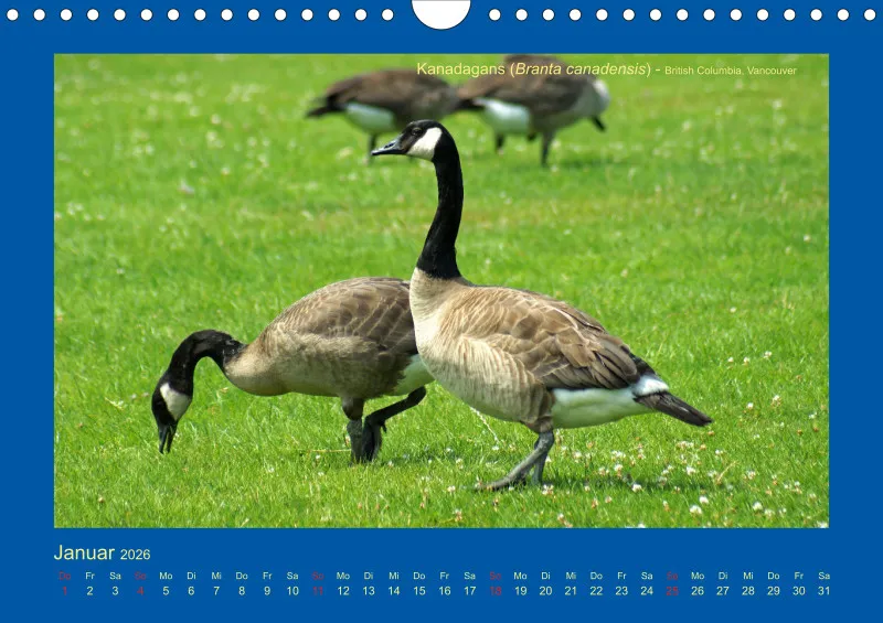 Birdwatching - Kanada - klein