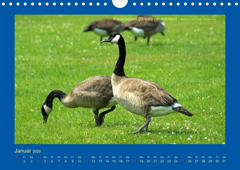 Birdwatching - Kanada - klein