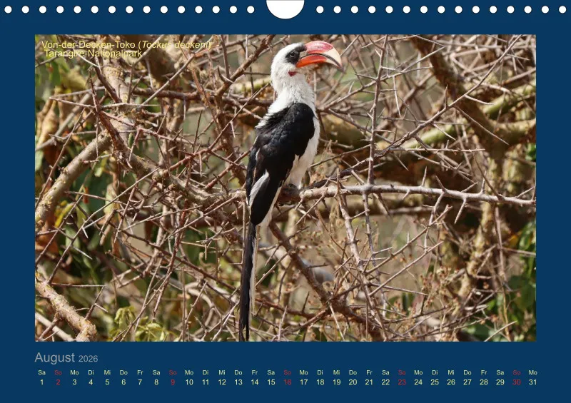Birdwatching - Tansania - klein