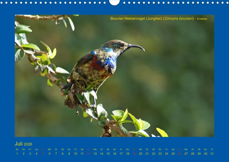 Birdwatching - Uganda