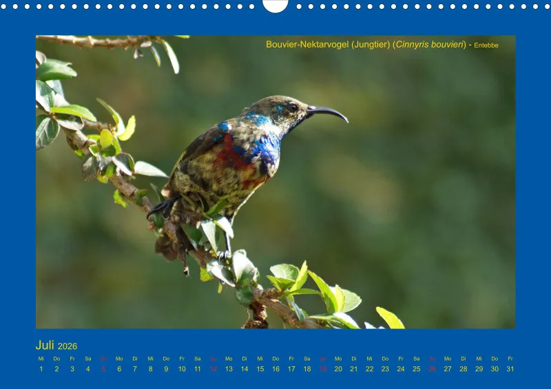 Birdwatching - Uganda