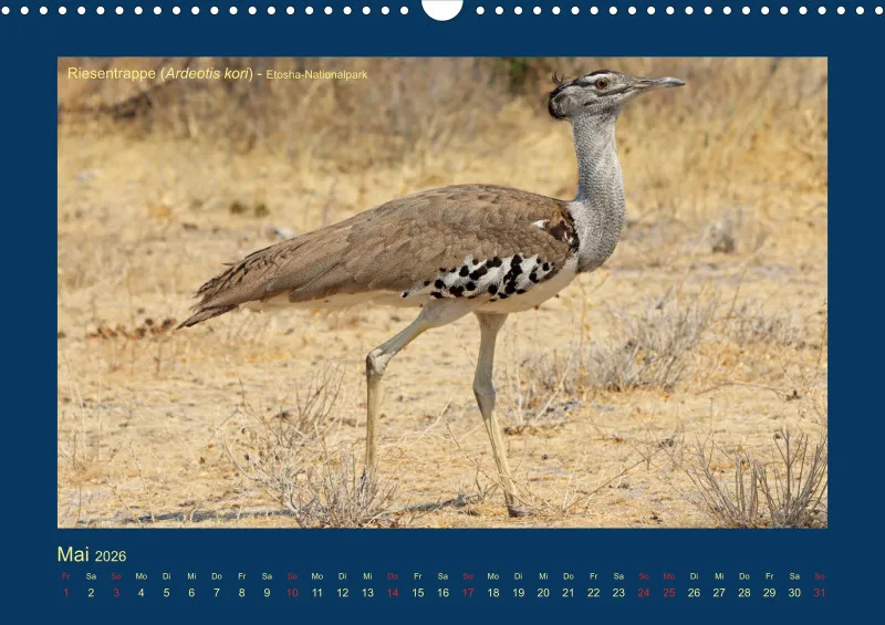 Birdwatching - Namibia