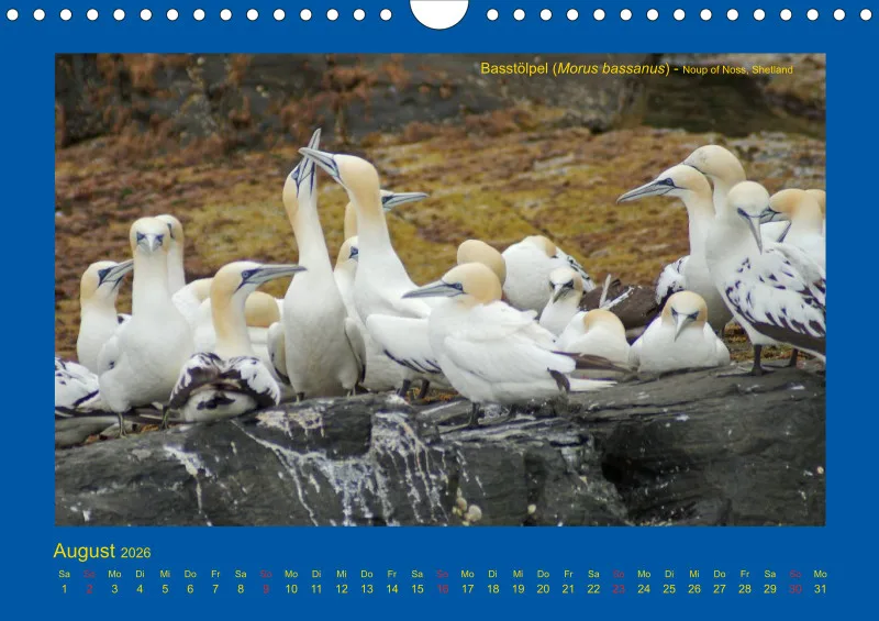 Birdwatching - Orkney- und Shetlandinseln - klein