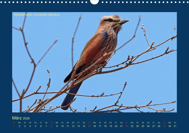 Birdwatching - Krüger-Nationalpark