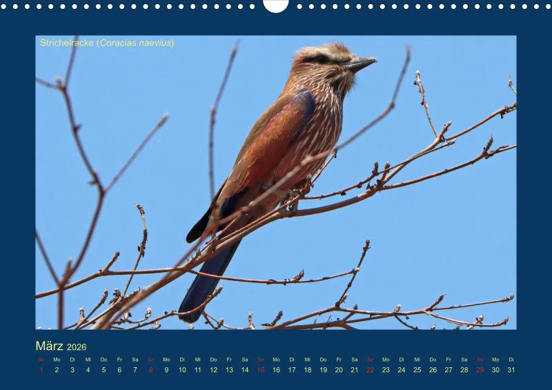 Birdwatching - Krüger-Nationalpark