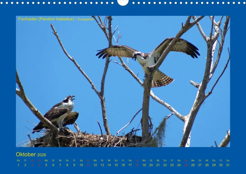 Birdwatching - USA - Florida