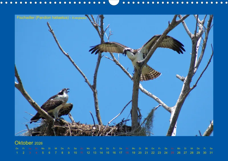 Birdwatching - USA - Florida
