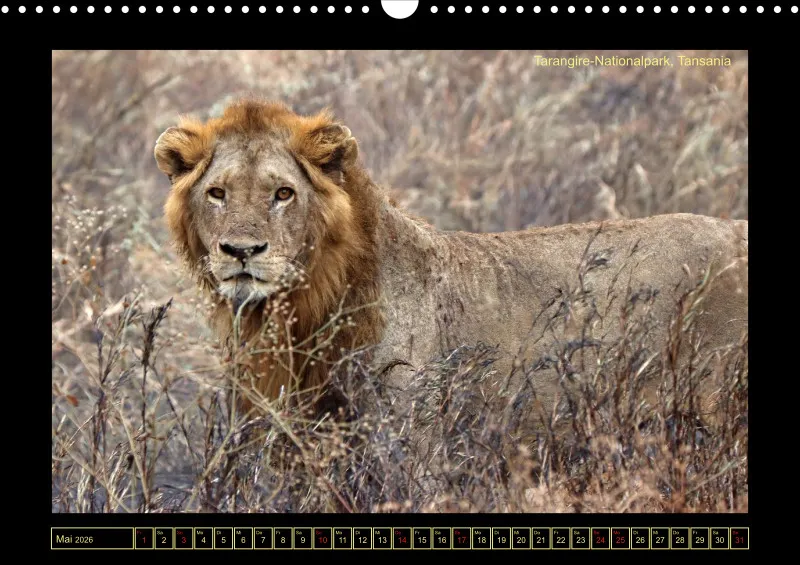 Frantis Safari - Löwen