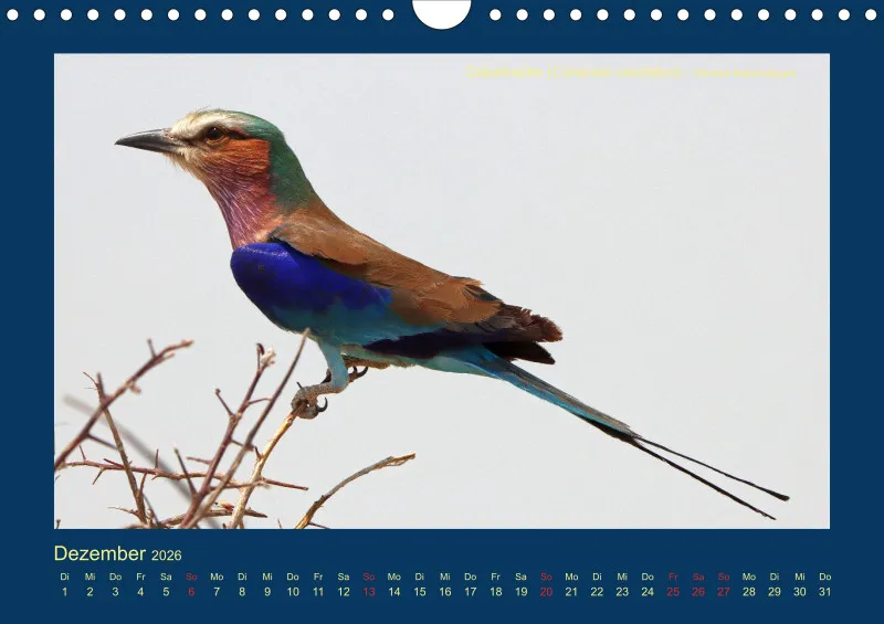 Birdwatching - Namibia - klein