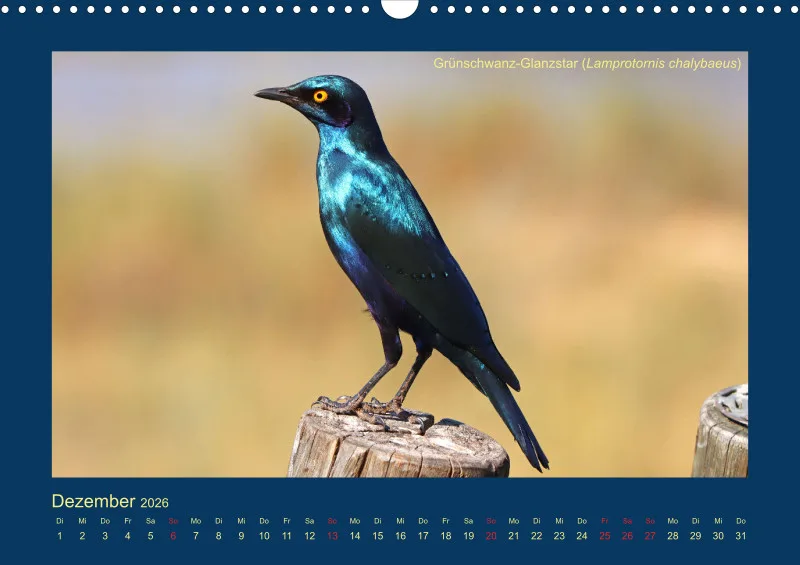 Birdwatching - Krüger-Nationalpark