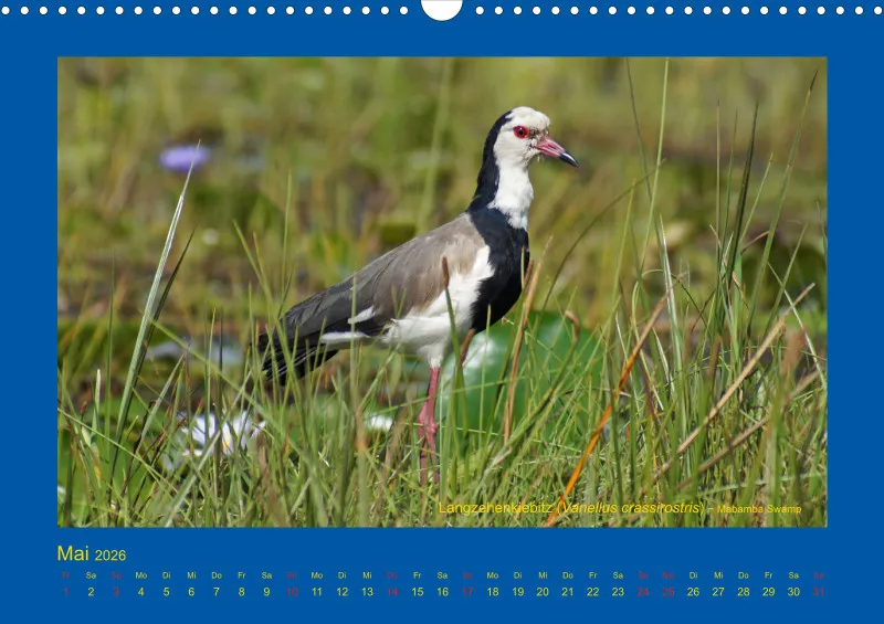 Birdwatching - Uganda