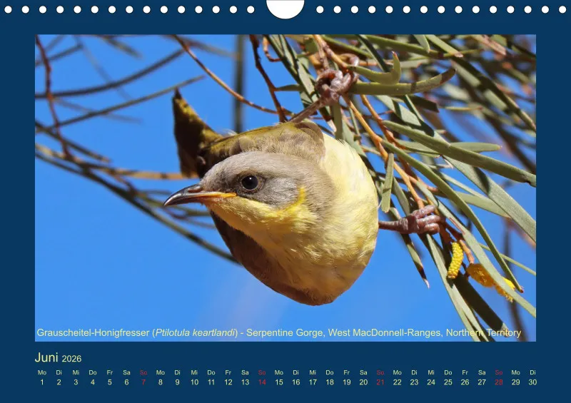 Birdwatching - Australien - Kleine Vögel - klein