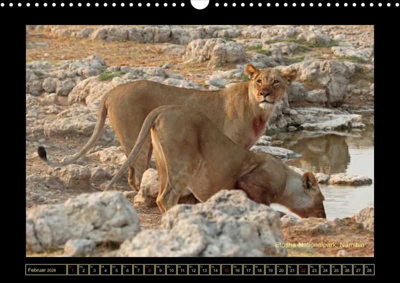 Frantis Safari - Löwen