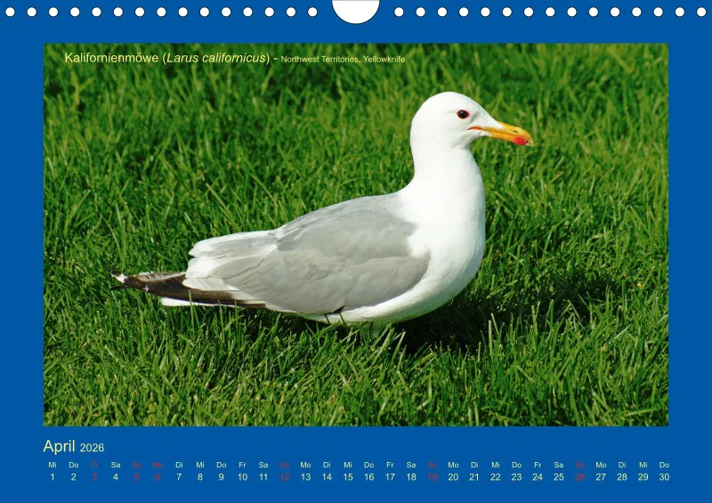 Birdwatching - Kanada - klein