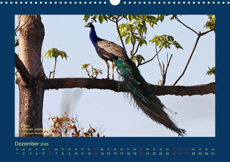 Birdwatching - Nepal