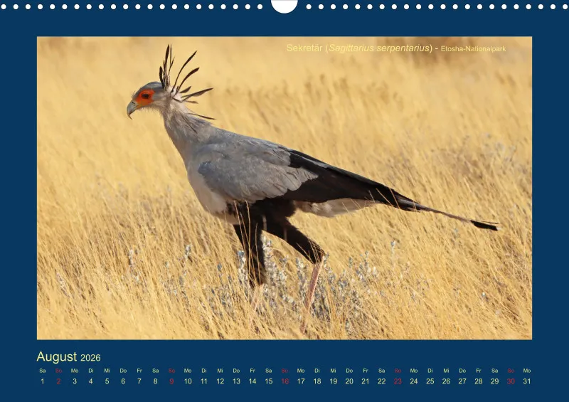 Birdwatching - Namibia