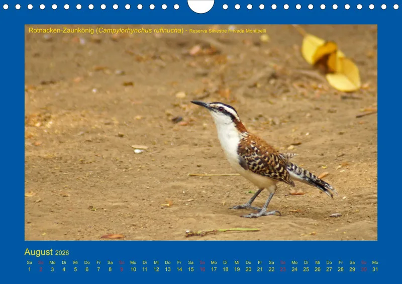 Birdwatching - Nicaragua - klein
