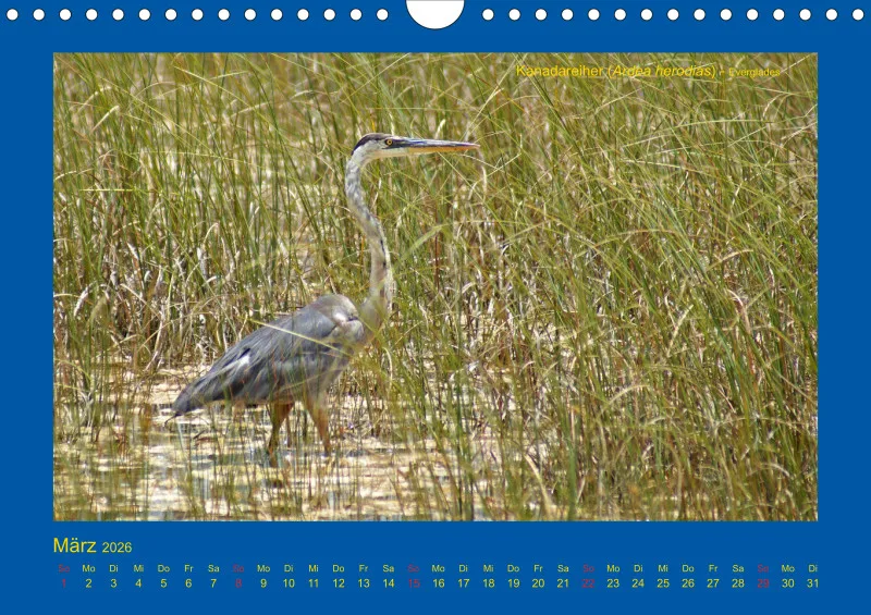 Birdwatching - USA - Florida - klein