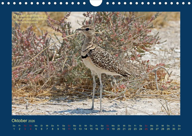 Birdwatching - Namibia - klein