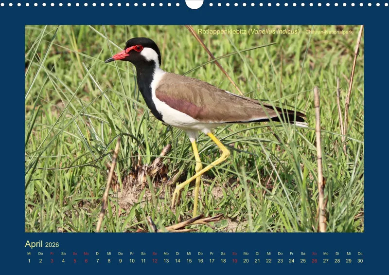 Birdwatching - Nepal