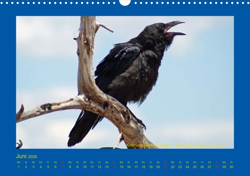Birdwatching - USA - Südwesten