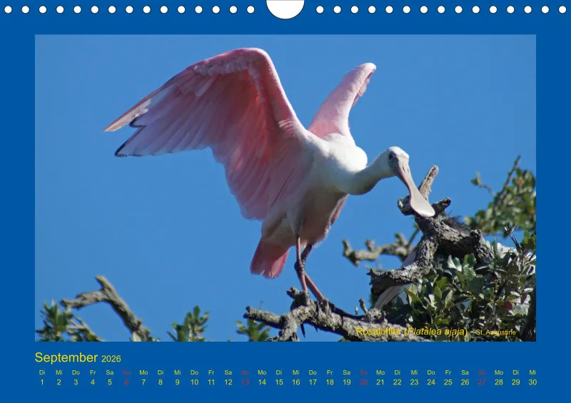 Birdwatching - USA - Florida - klein