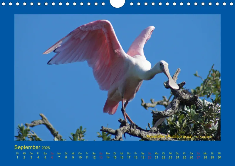Birdwatching - USA - Florida - klein