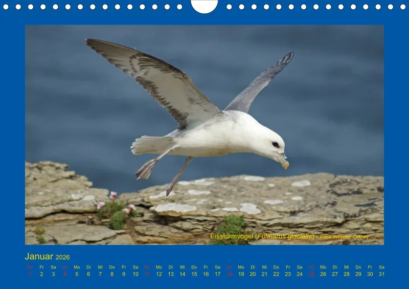 Birdwatching - Orkney- und Shetlandinseln - klein