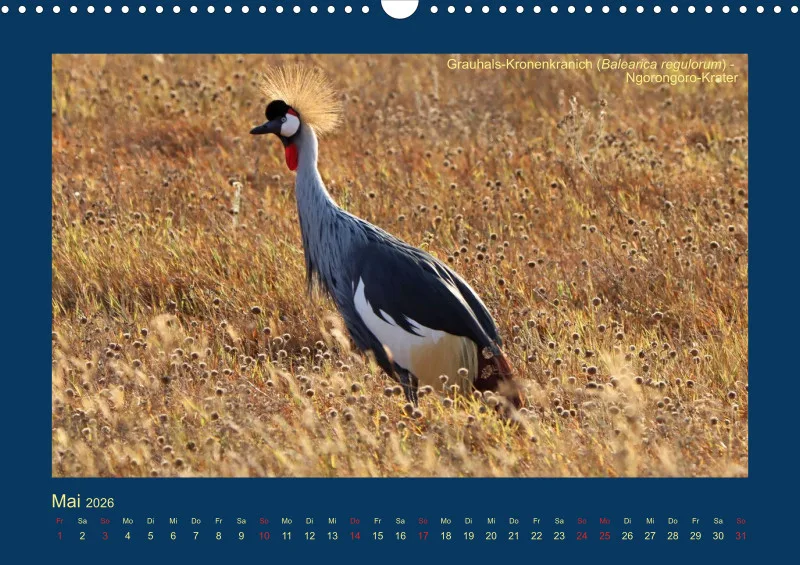 Birdwatching - Tansania