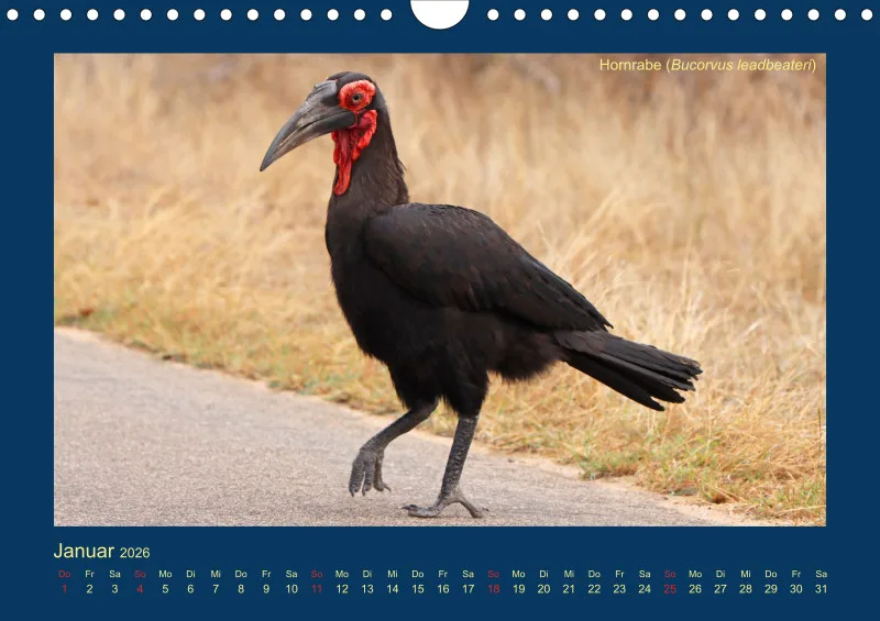 Birdwatching - Krüger-Nationalpark - klein