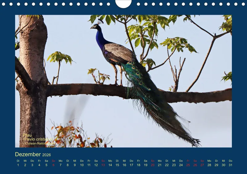 Birdwatching - Nepal