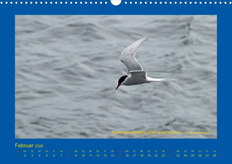 Birdwatching - Orkney- und Shetlandinseln