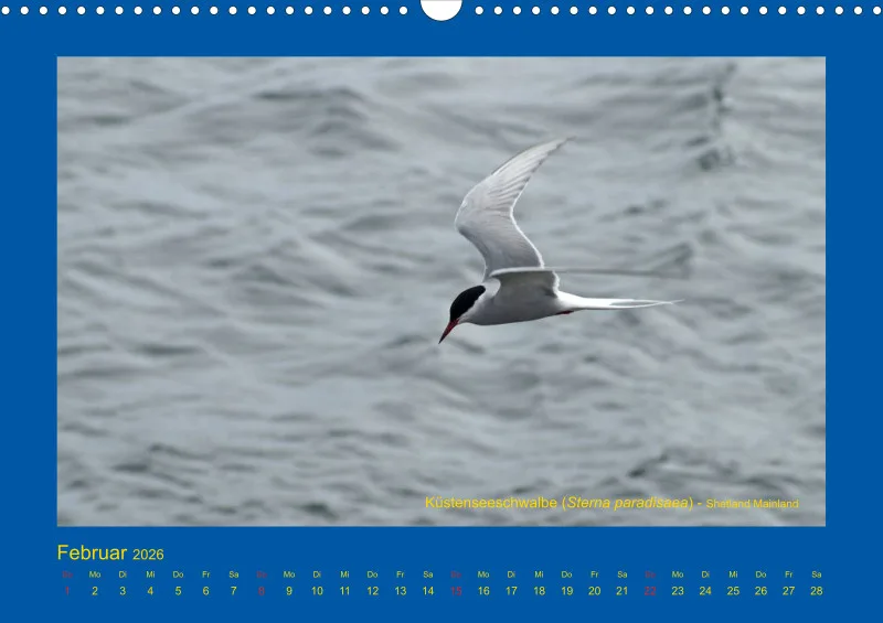 Birdwatching - Orkney- und Shetlandinseln