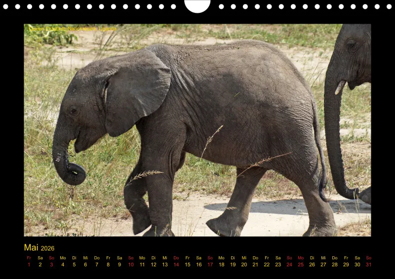 Frantis Safari - Afrikanische Elefanten - klein