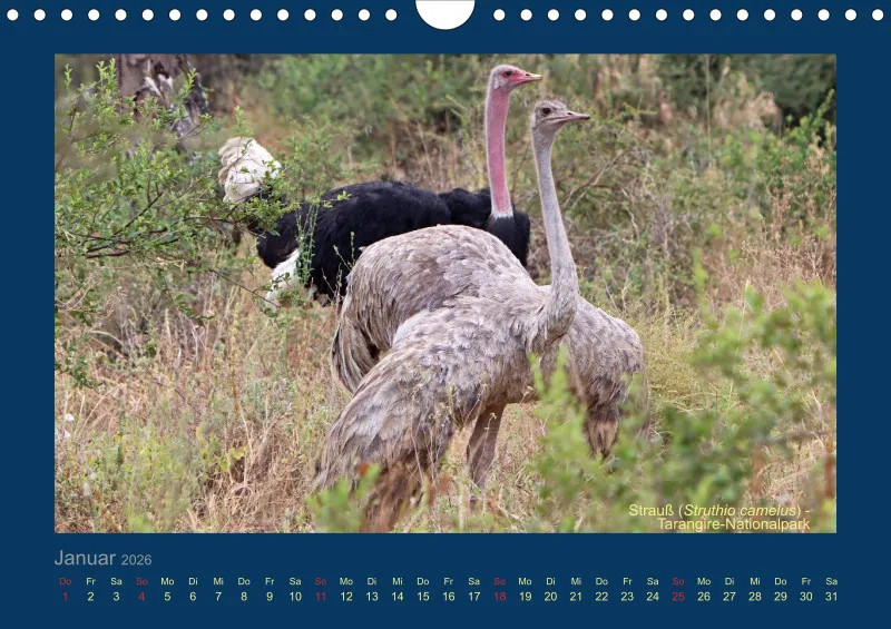 Birdwatching - Tansania - klein