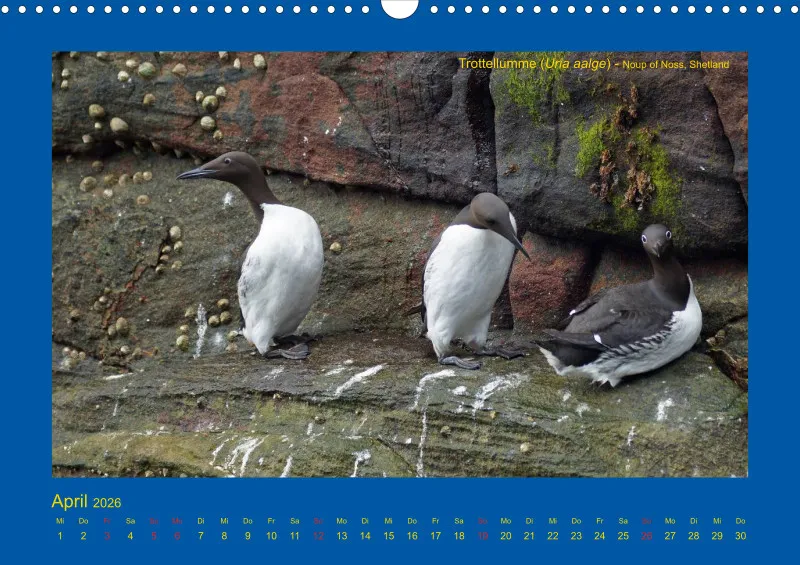 Birdwatching - Orkney- und Shetlandinseln