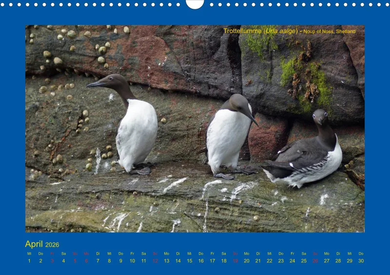 Birdwatching - Orkney- und Shetlandinseln