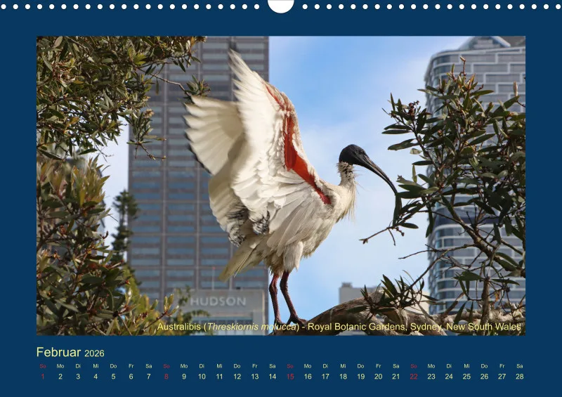 Birdwatching - Australien - Große Vögel