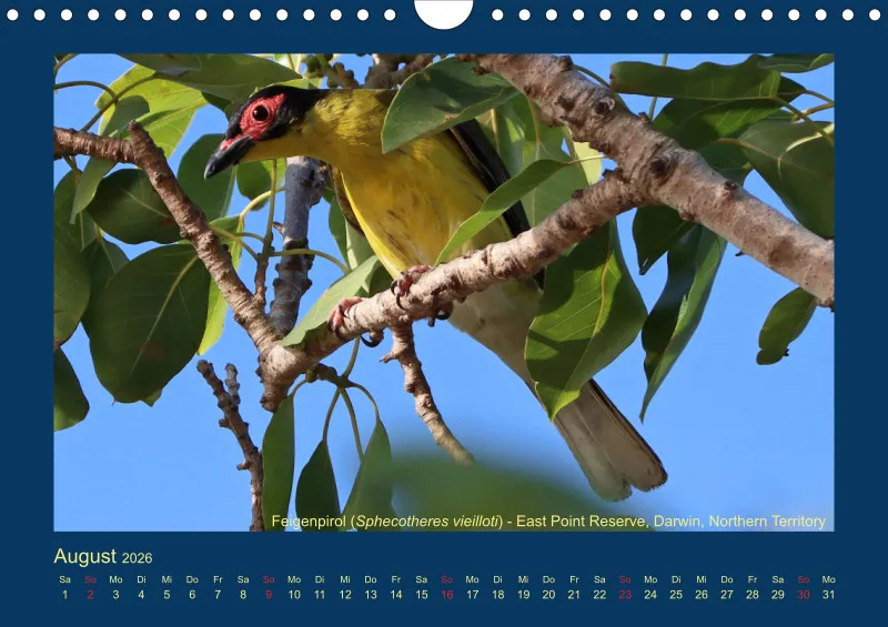 Birdwatching - Australien - Kleine Vögel - klein