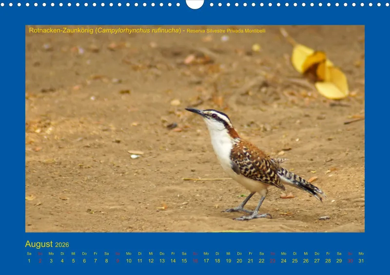 Birdwatching - Nicaragua